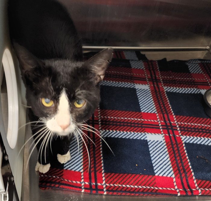adoptable Cat in Hilton Head Island, SC named Tux