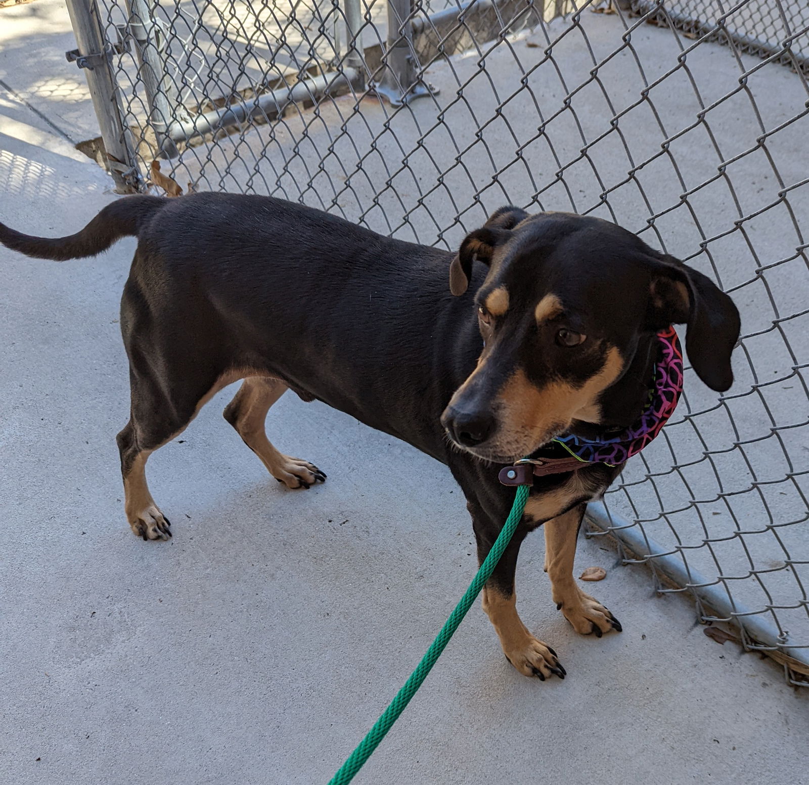 Dog for Adoption - Littlefoot, a Hound in Beaufort County, SC | Alpha Paw Dog for Adoption - Littlefoot, a Hound in Beaufort County, SC | Alpha Paw