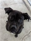 adoptable Dog in , SC named Perry