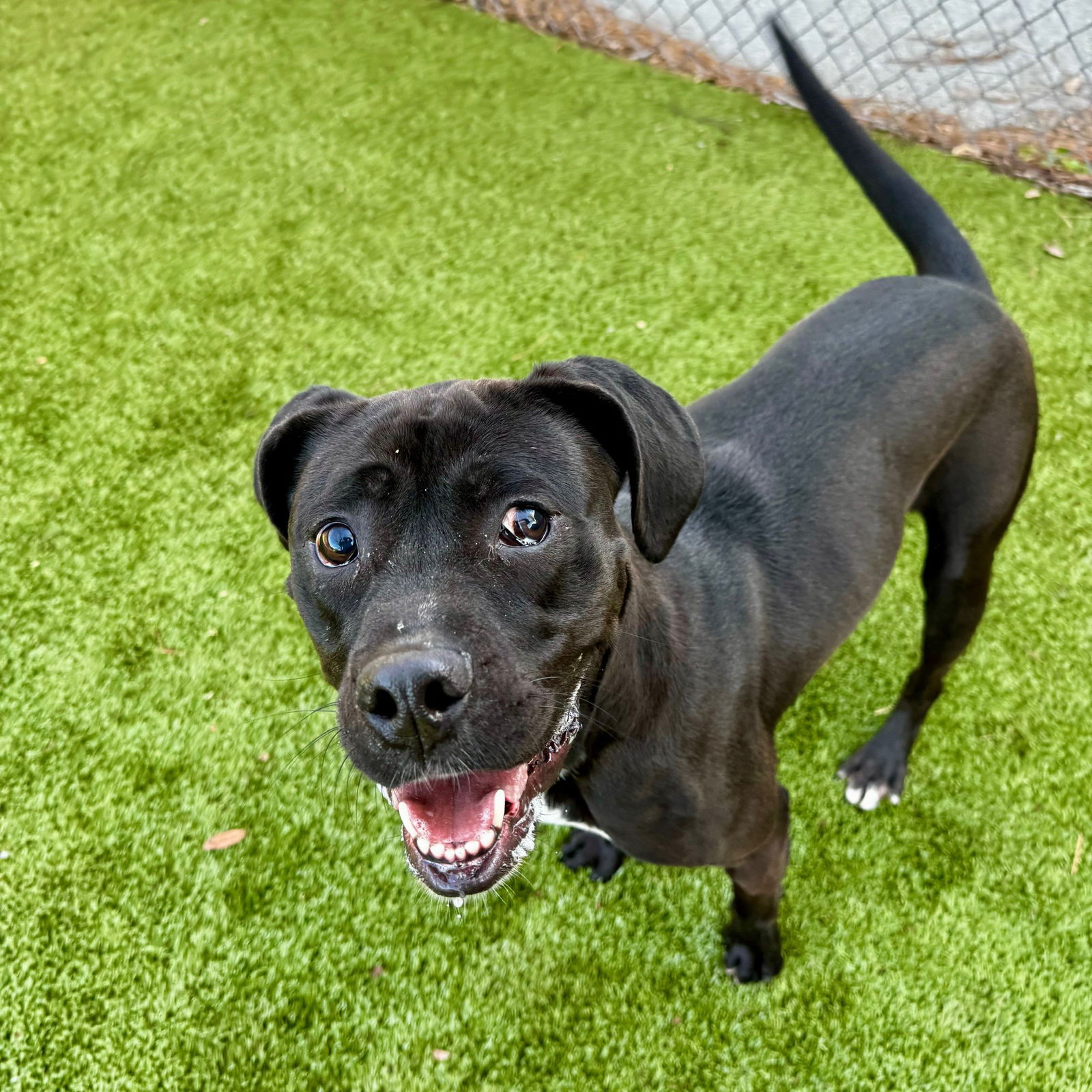 adoptable Dog in Hilton Head Island, SC named Perry