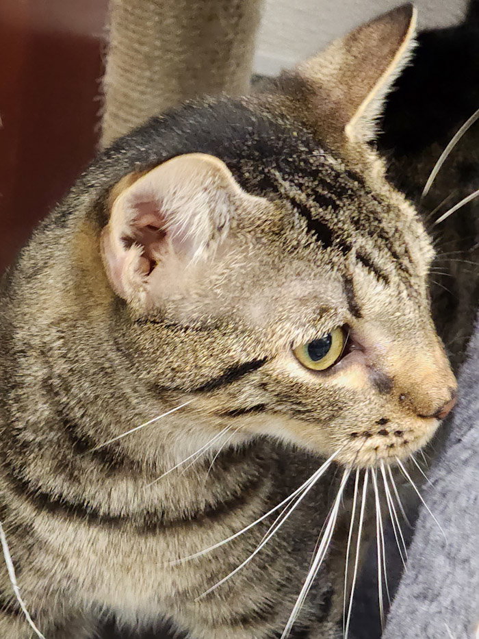Cats for Adoption in Shell Point, South Carolina | Alpha Paw