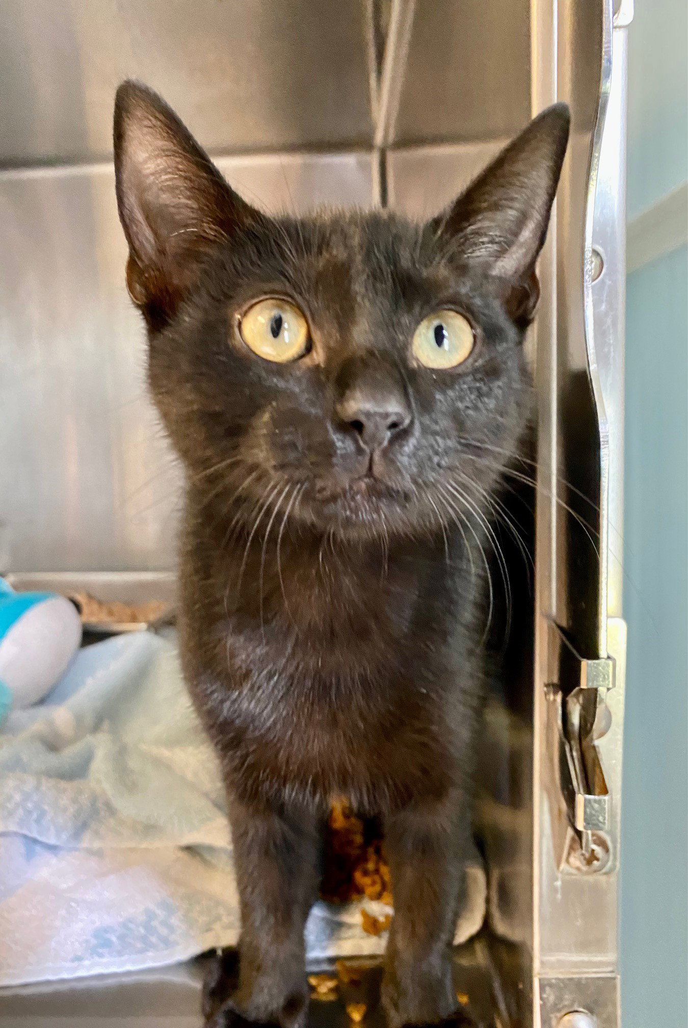 Cats for Adoption in Shell Point, South Carolina | Alpha Paw
