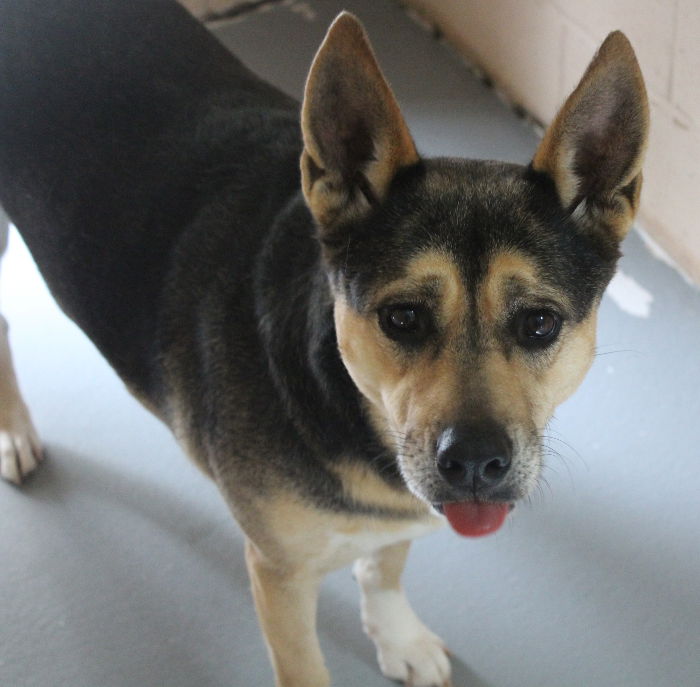 Dog for Adoption - Shortcake, a German Shepherd Dog in Beaufort County ...