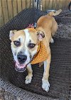 adoptable Dog in hilton head island, SC named Grober