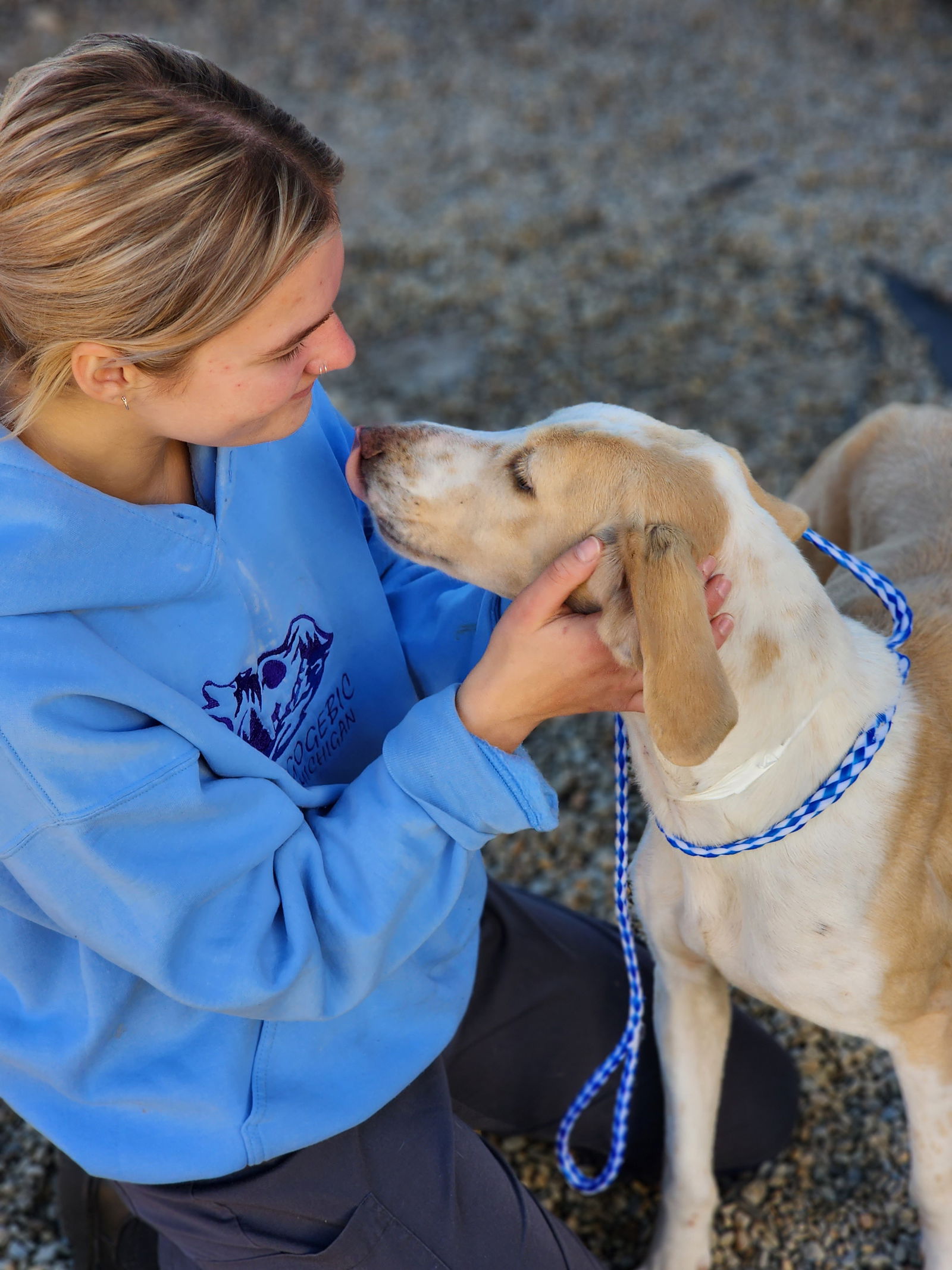 dog-for-adoption-parka-a-hound-in-beaufort-sc-alpha-paw