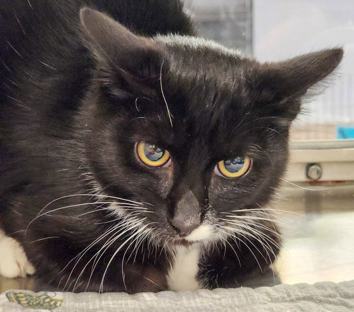 Cats for Adoption in Bluffton, South Carolina Alpha Paw
