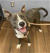 adoptable Dog in , SC named Mickey