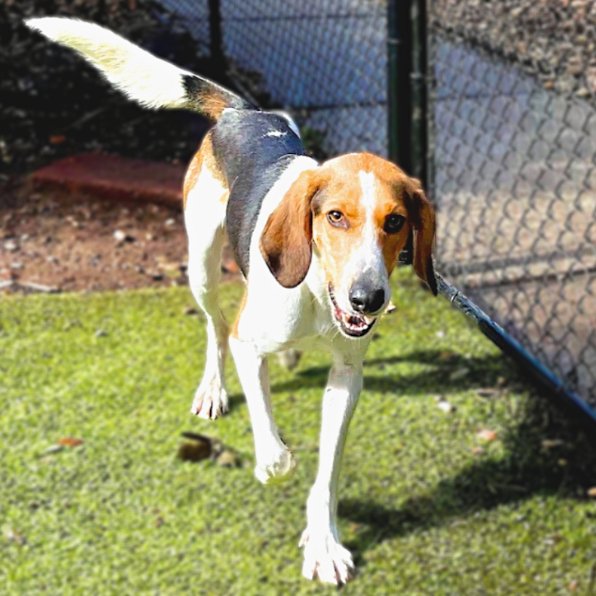 adoptable Dog in Hilton Head Island, SC named Mace