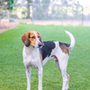 adoptable Dog in Hilton Head Island, SC named Mace