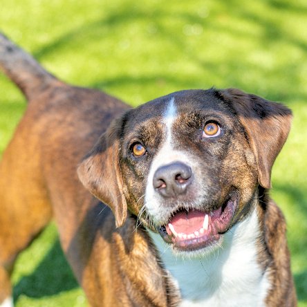 adoptable Dog in Hilton Head Island, SC named Willa