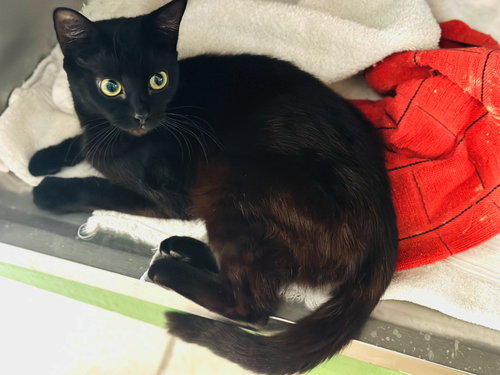 Gemma, a cat for adoption from Hilton Head Humane Association