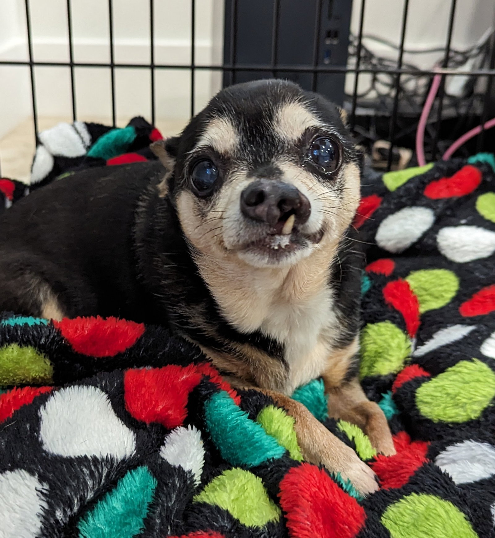 Dog adoption in Hilton Head Island, SC 29926 Chihuahua / Mixed (short