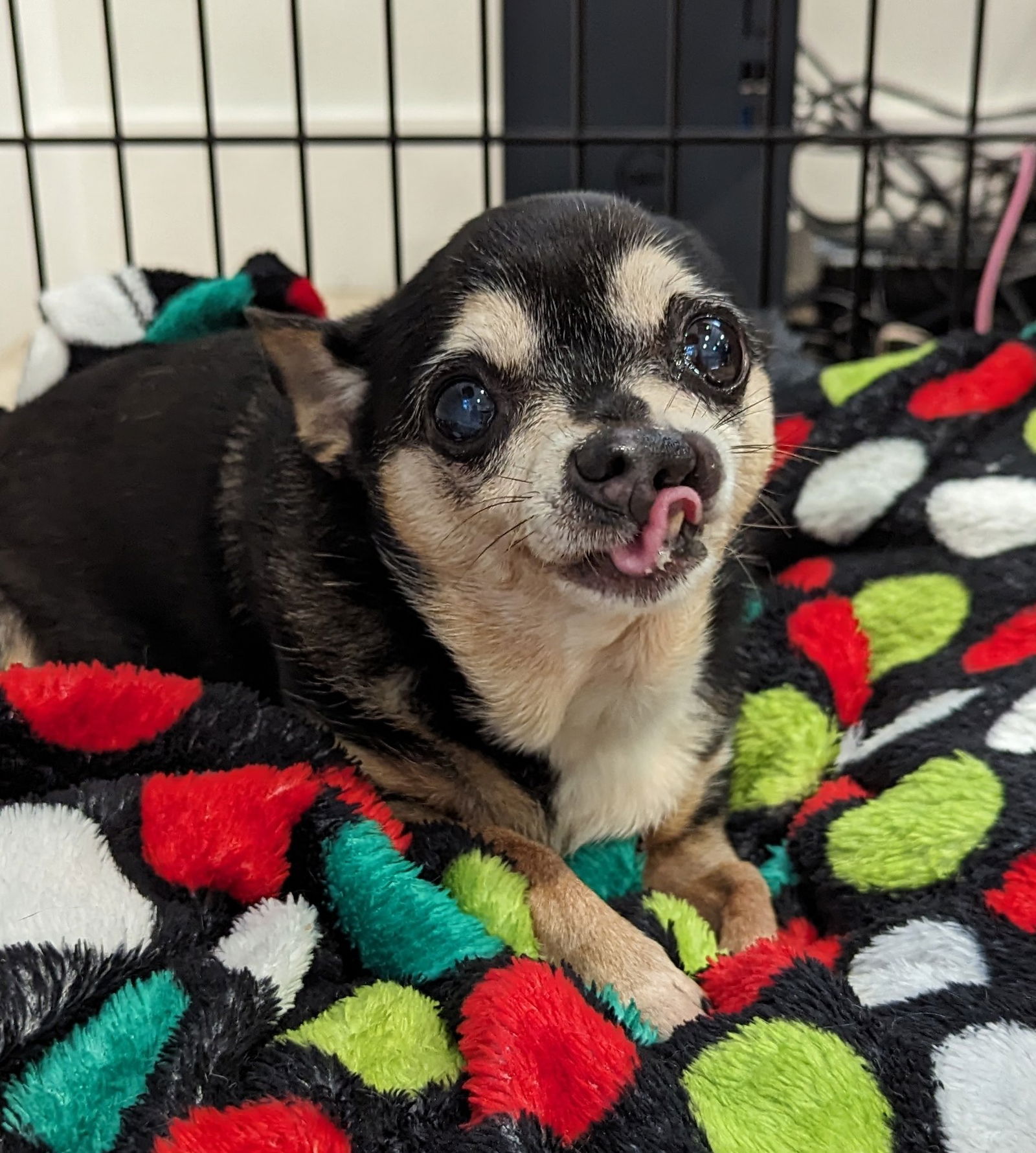 Dog for Adoption - Spirit, a Chihuahua in Beaufort County, SC | Alpha Paw