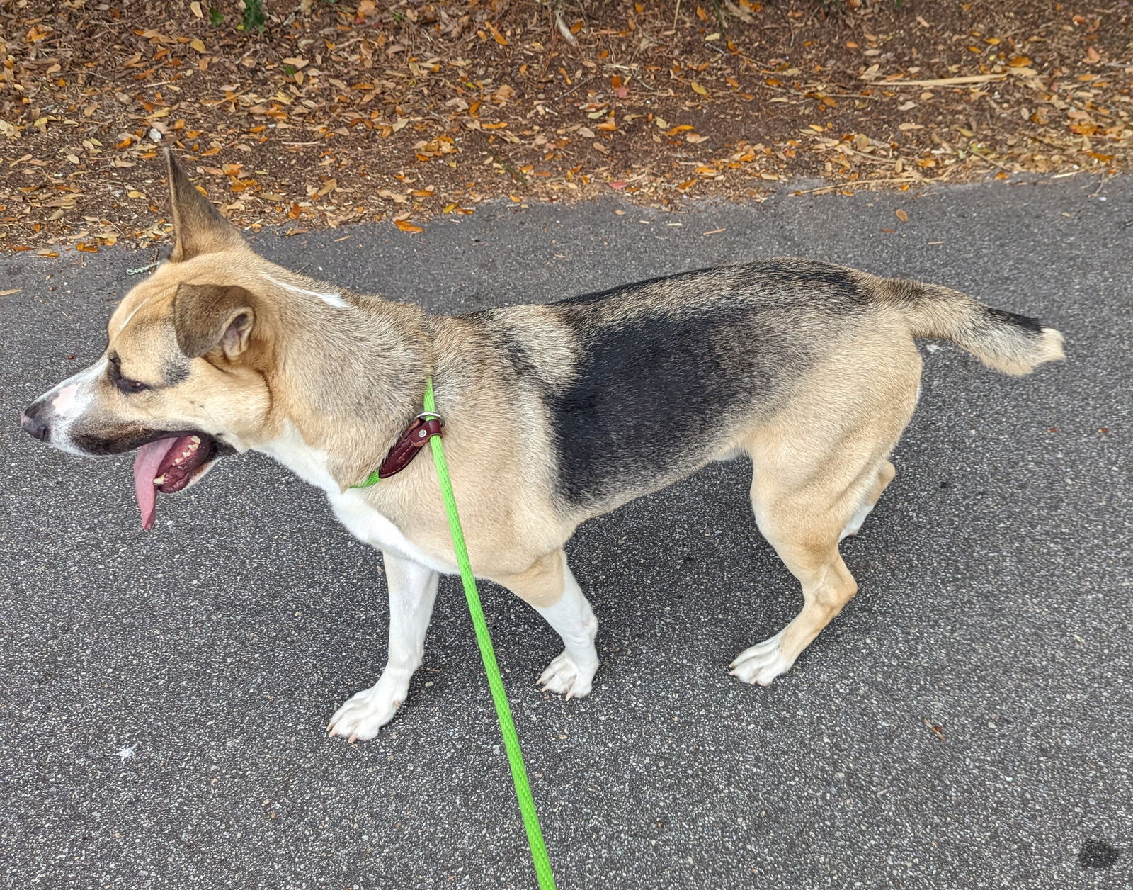 Dog for Adoption - Beck, a Husky in Hampton County, SC | Alpha Paw