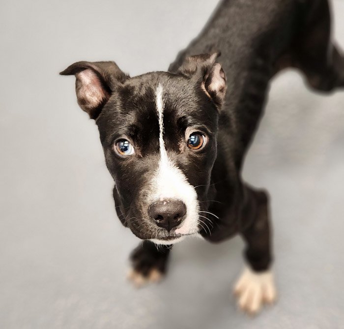 adoptable Dog in Hilton Head Island, SC named Paul
