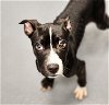 adoptable Dog in  named Paul