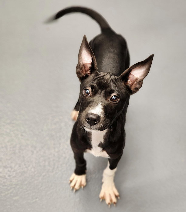 Dog adoption in Hilton Head Island, SC 29926 Husky / Terrier / Mixed