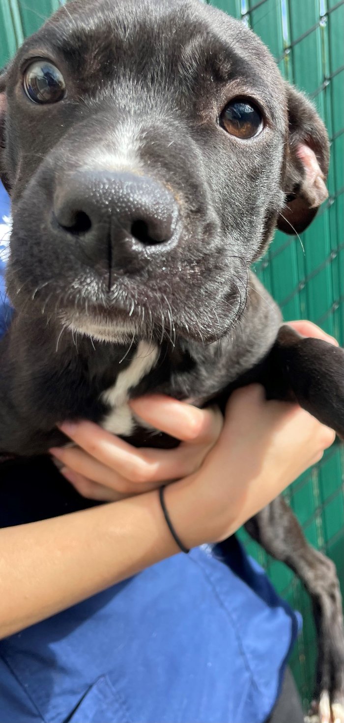 adoptable Dog in Hilton Head Island, SC named Miles