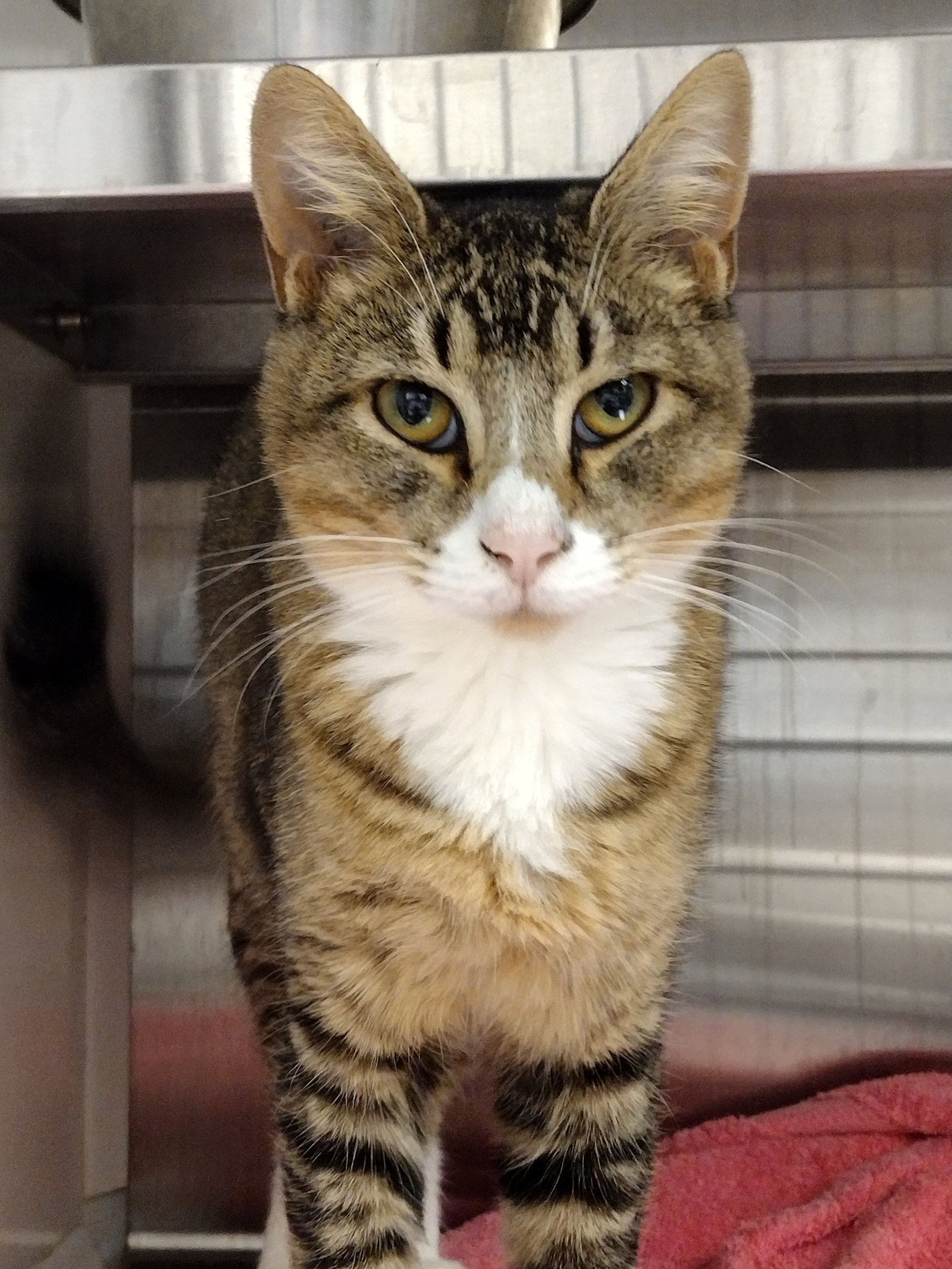 Cat adoption in Hilton Head Island, SC 29926 Domestic Short Hair
