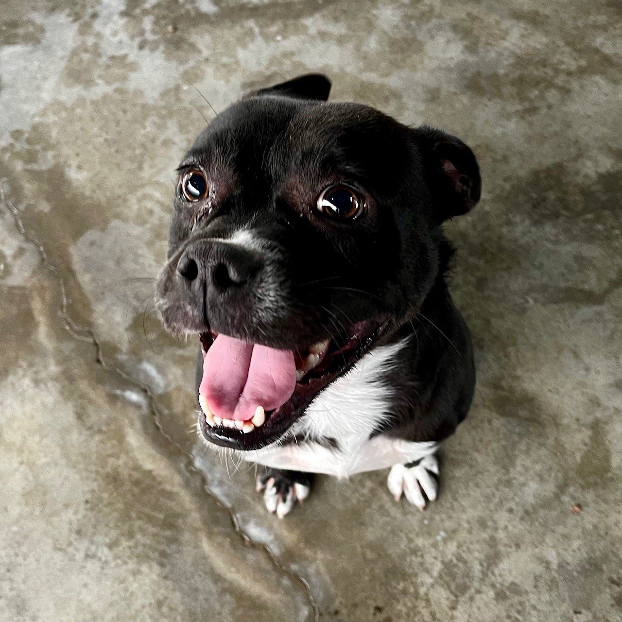 adoptable Dog in Hilton Head Island, SC named Dawn