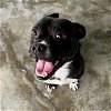 adoptable Dog in hilton head, SC named Dawn