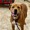 adoptable Dog in hilton head island, SC named Cupcake