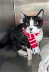 adoptable Cat in , SC named Mittens