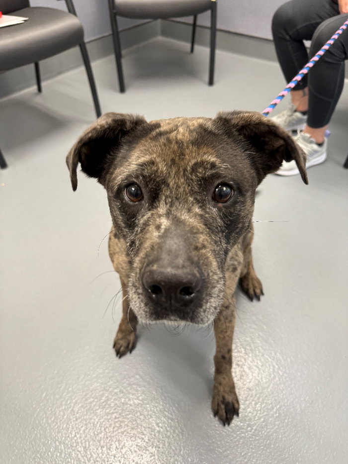 Dog for Adoption Jill, a Catahoula Leopard Dog in Hilton Head, SC