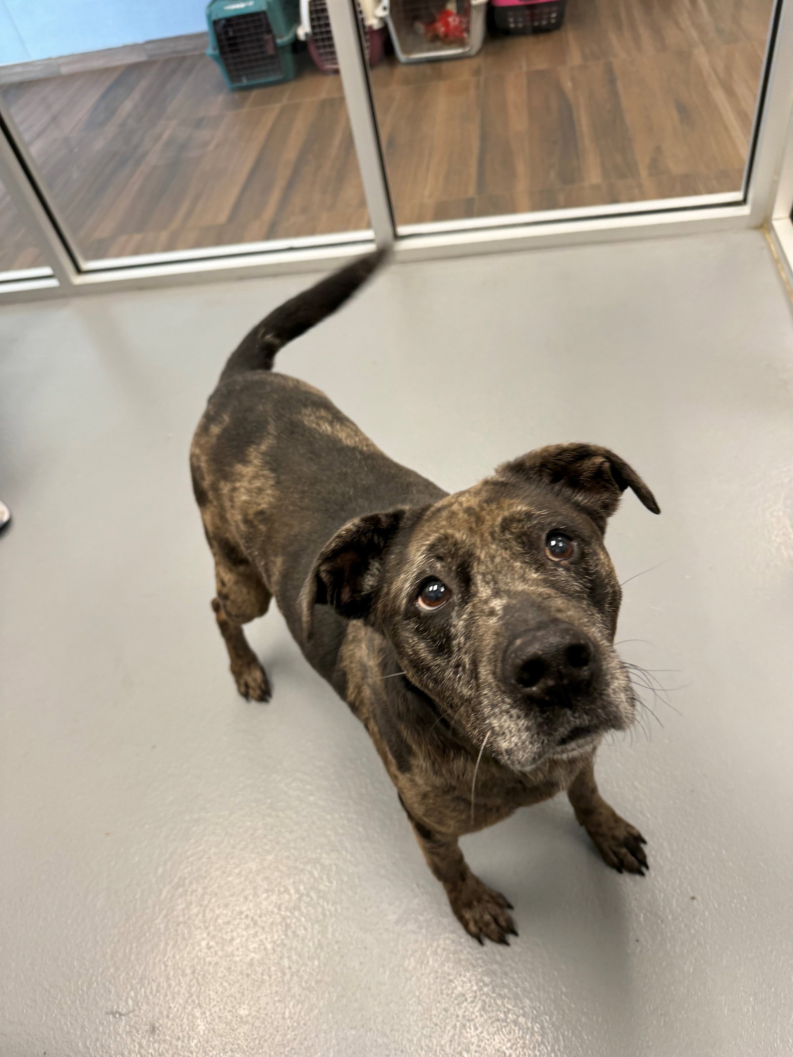 Dog for Adoption Jill, a Catahoula Leopard Dog in Hilton Head, SC