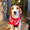 adoptable Dog in  named Karter