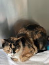 adoptable Cat in Hilton Head Island, SC named Anya