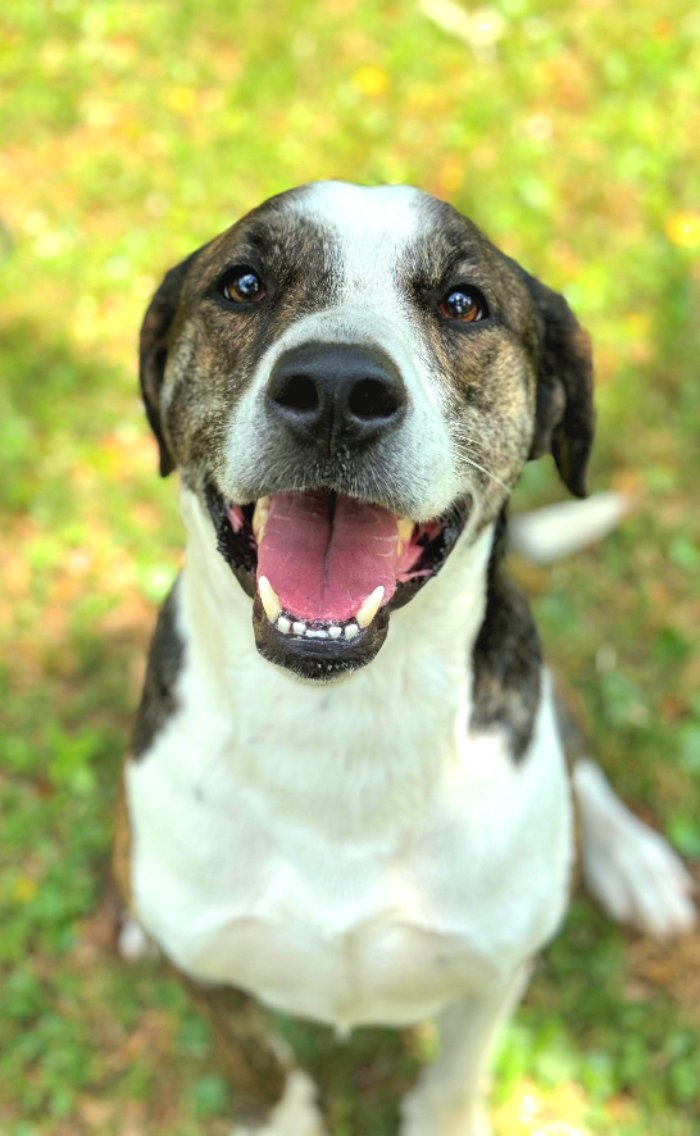adoptable Dog in Hilton Head Island, SC named Buddy
