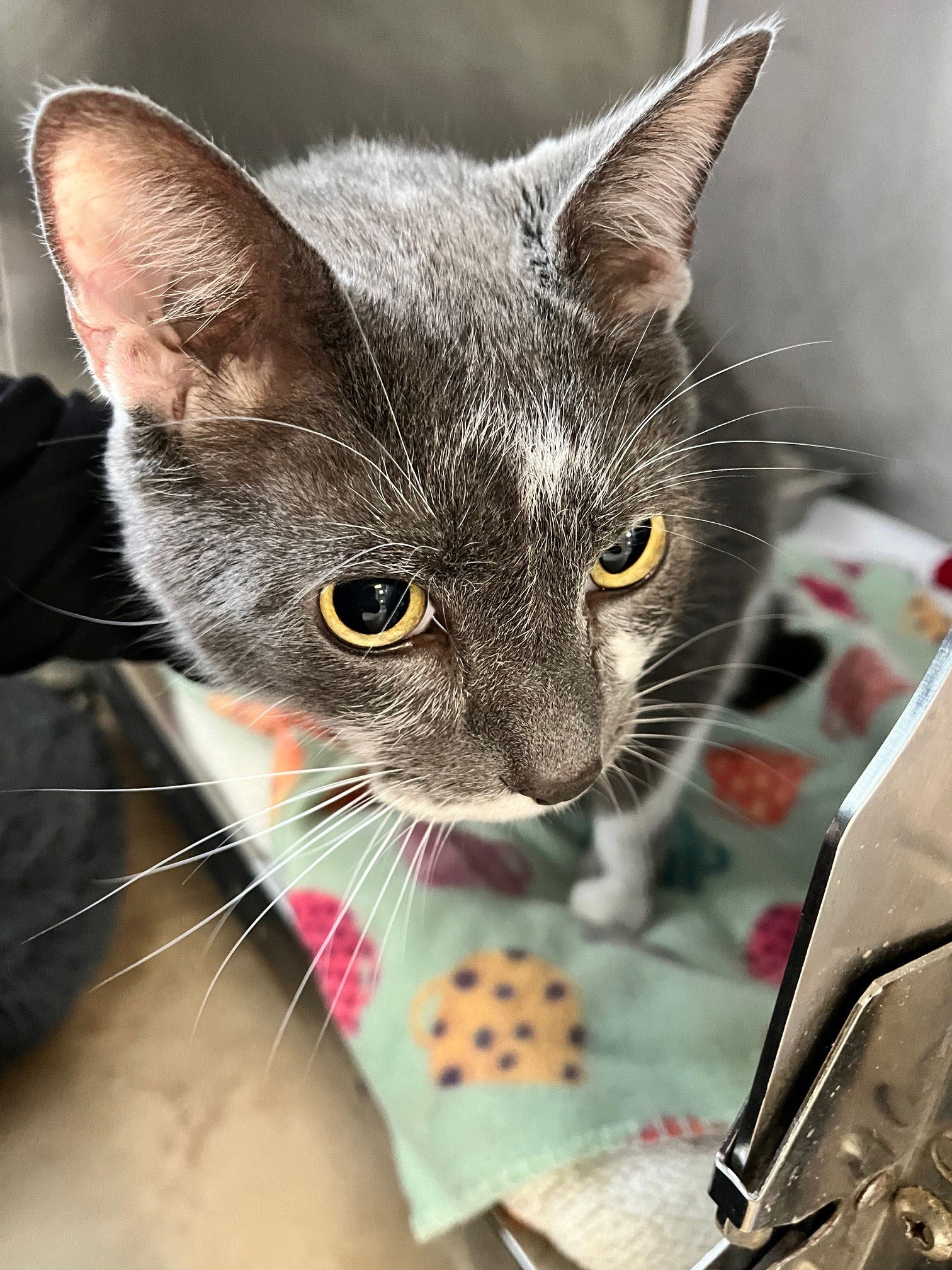 adoptable Cat in Hilton Head Island, SC named Wiggly