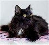 adoptable Cat in hilton head island, SC named Gypsy