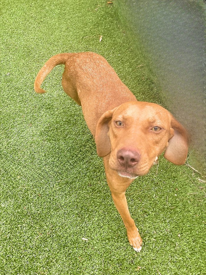 adoptable Dog in Hilton Head Island, SC named Carolina