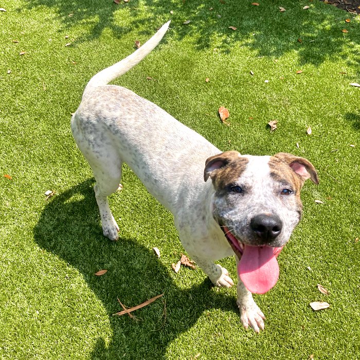 adoptable Dog in Hilton Head Island, SC named Theo