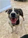 adoptable Dog in , SC named Oreo
