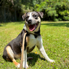 adoptable Dog in Hilton Head Island, SC named Oreo