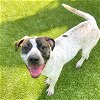 adoptable Dog in hilton head island, SC named Hannah