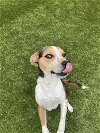 adoptable Dog in  named Petey