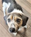 adoptable Dog in hilton head island, SC named Coati