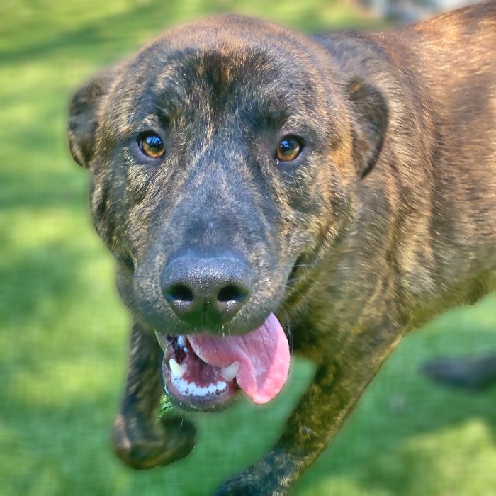 adoptable Dog in Hilton Head Island, SC named Zayne