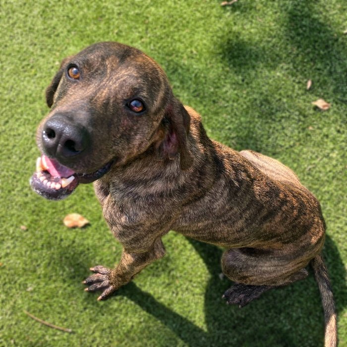 adoptable Dog in Hilton Head Island, SC named Tike