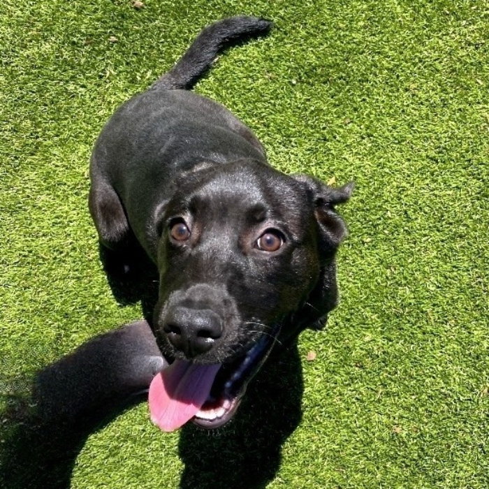 Dog for Adoption Chicago, a Labrador Retriever in Hampton County, SC
