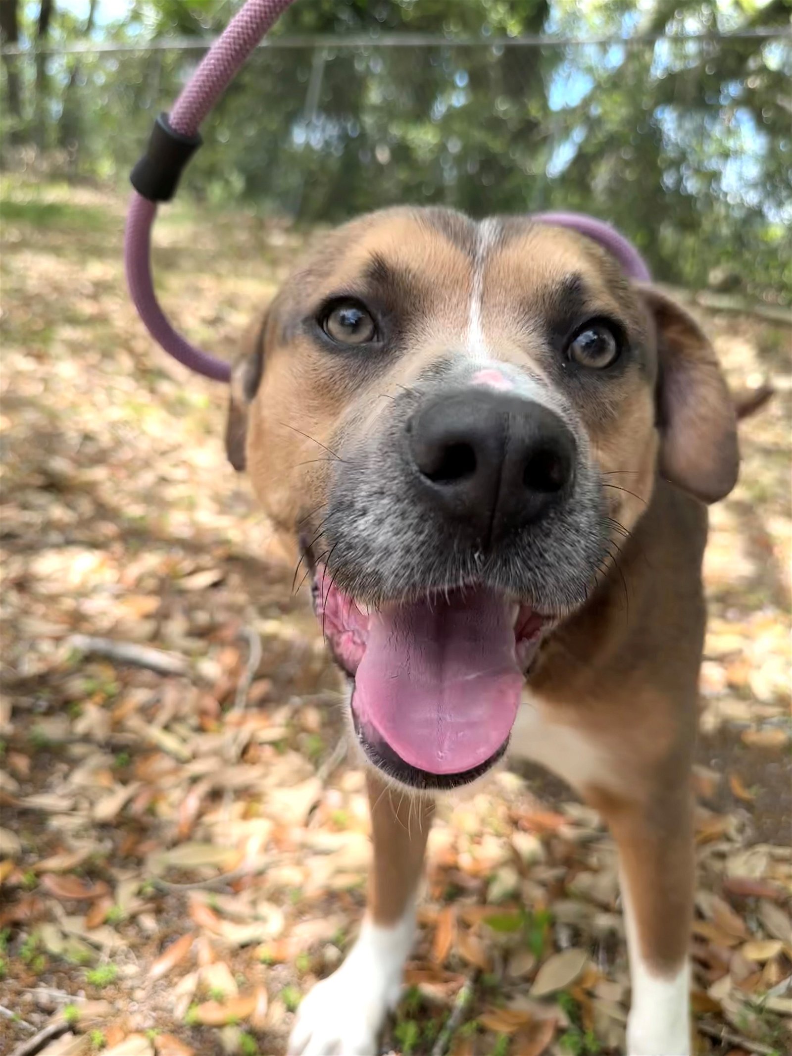 adoptable Dog in Hilton Head Island, SC named Trey