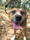 adoptable Dog in  named Trey