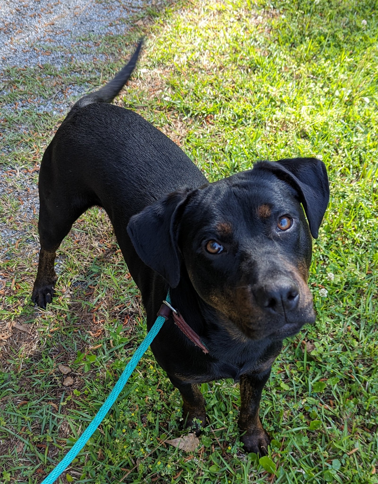 adoptable Dog in Hilton Head Island, SC named Moody