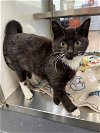 adoptable Cat in , SC named Strawberry
