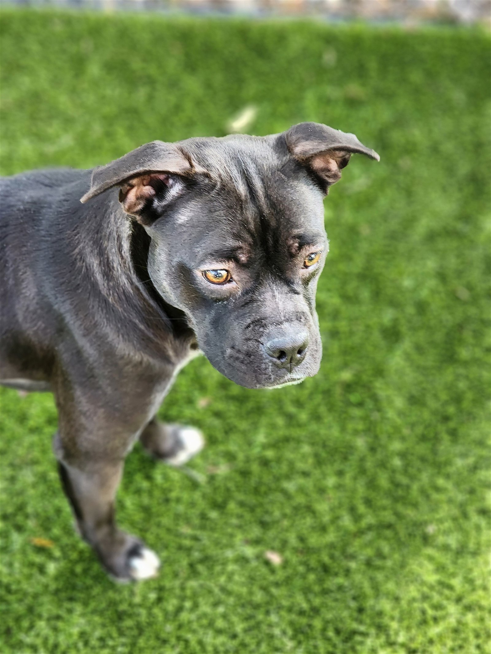 adoptable Dog in Hilton Head Island, SC named Bijou