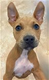 adoptable Dog in  named Cob